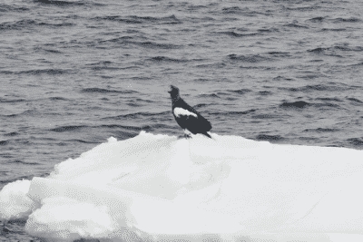 あっけしのわし